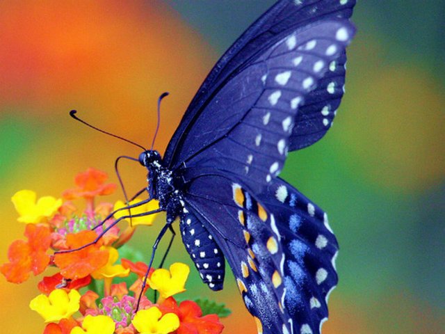 Все о бабочках в Колпашево | ЗооТом портал о животных