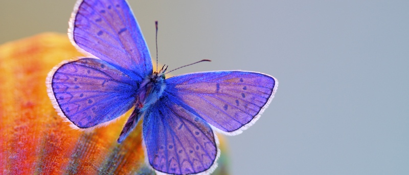 Все о бабочках в Колпашево | ЗооТом портал о животных