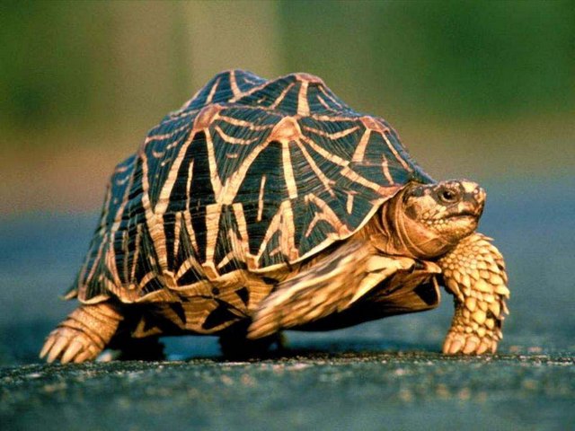 Все о черепахах в Колпашево | ЗооТом портал о животных