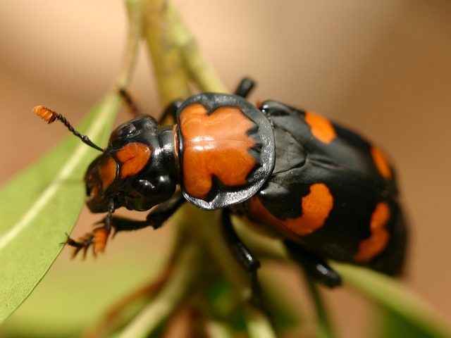 Все о жуках в Колпашево | ЗооТом портал о животных