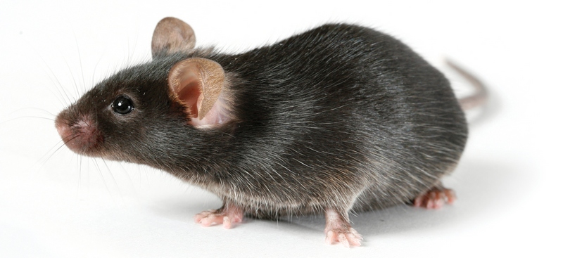Все о крысах в Колпашево | ЗооТом портал о животных