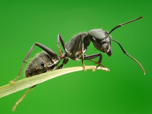 Все о муравьях в Колпашево | ЗооТом портал о животных
