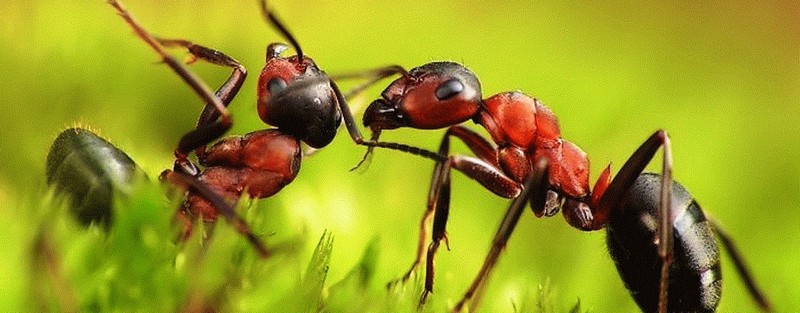 Все о муравьях в Колпашево | ЗооТом портал о животных