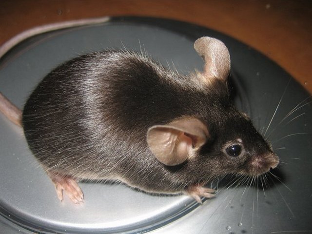Все о мышах в Колпашево | ЗооТом - продажа, вязка и услуги для животных в Колпашево