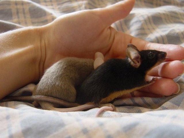 Все о мышах в Колпашево | ЗооТом - продажа, вязка и услуги для животных в Колпашево