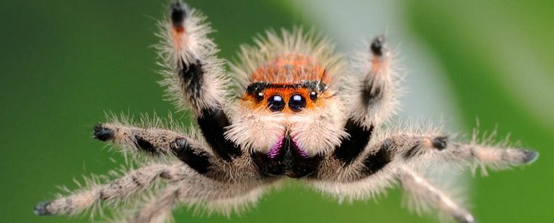 Все о пауках в Колпашево | ЗооТом портал о животных