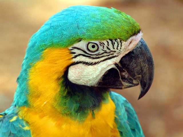 Все о попугаях в Колпашево | ЗооТом портал о животных