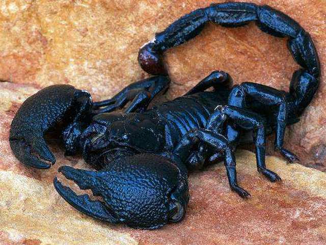 Все о скорпионах в Колпашево | ЗооТом портал о животных
