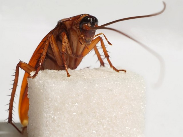 Все о тараканах в Колпашево | ЗооТом портал о животных