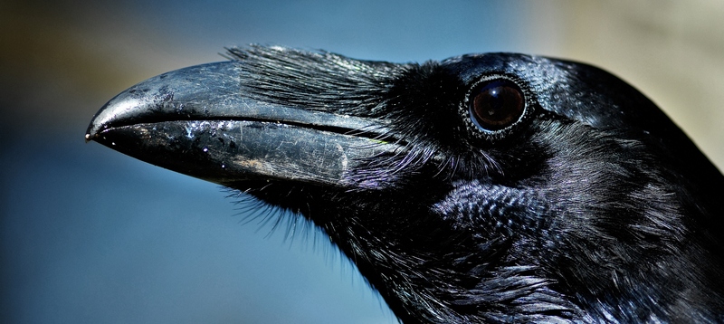 Все о воронах в Колпашево | ЗооТом портал о животных