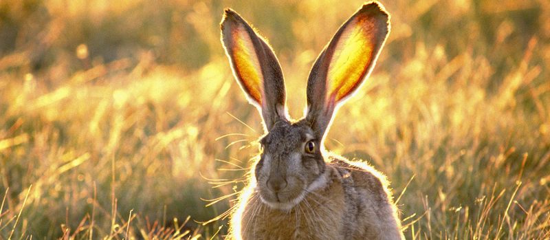 Все о зайцах | ЗооТом - продажа, вязка и услуги для животных в Колпашево