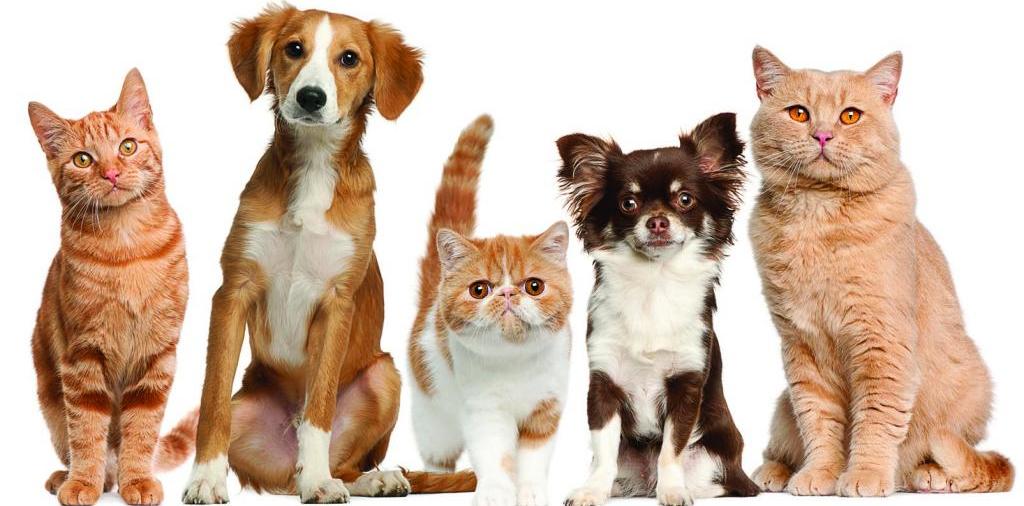 Доска объявлений о животных | ЗооТом - продажа, вязка и услуги для животных в Колпашево
