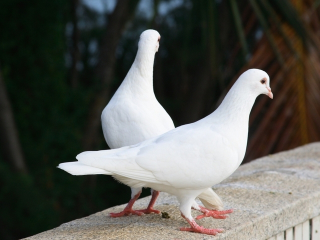 Все о голубях | ЗооТом - продажа, вязка и услуги для животных в Колпашево