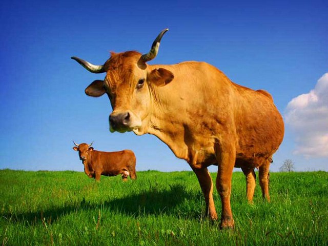 Все о коровах в Колпашево | ЗооТом портал о животных