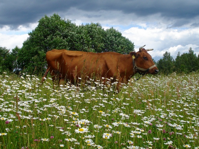 Все о коровах в Колпашево | ЗооТом портал о животных