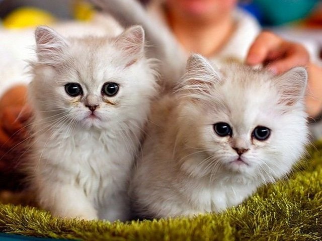 Породы кошек в Колпашево | ЗооТом портал о животных