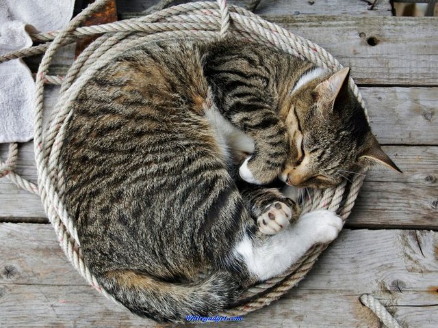 Все о кошках в Колпашево | ЗооТом портал о животных