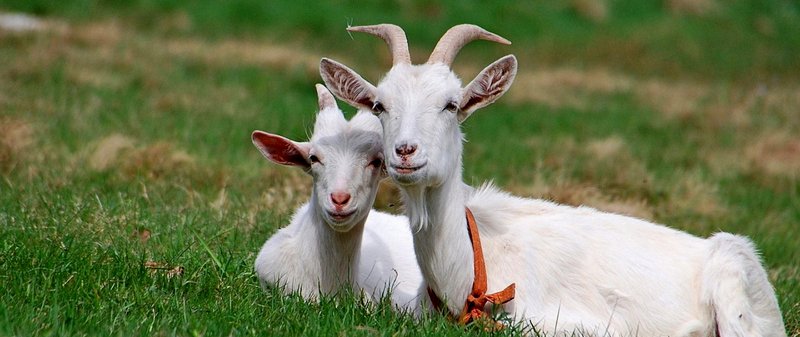 Все о козах в Колпашево | ЗооТом портал о животных
