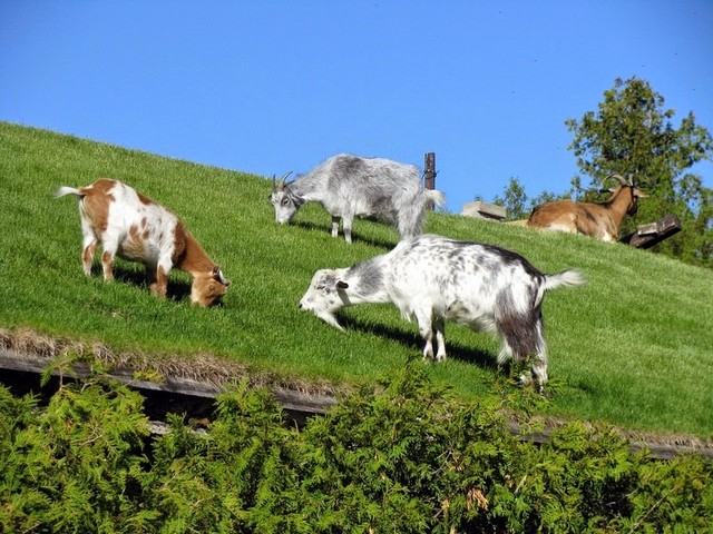Все о козах в Колпашево | ЗооТом портал о животных