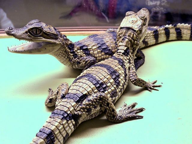 Все о крокодилах в Колпашево | ЗооТом портал о животных