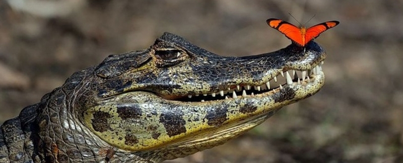 Все о крокодилах в Колпашево | ЗооТом портал о животных