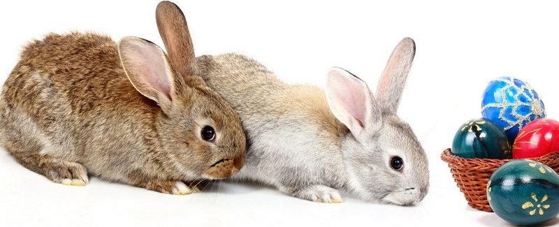 Все о кроликах в Колпашево | ЗооТом портал о животных