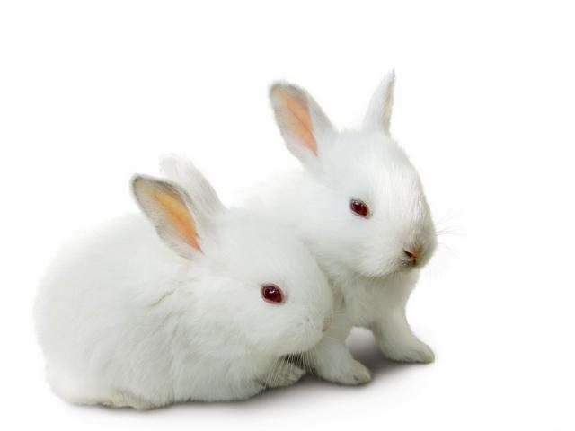 Все о кроликах в Колпашево | ЗооТом портал о животных