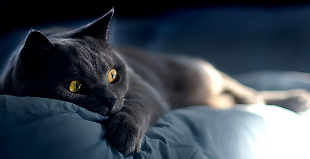 Объявления о кошках | ЗооТом - продажа, вязка и услуги для животных в Колпашево
