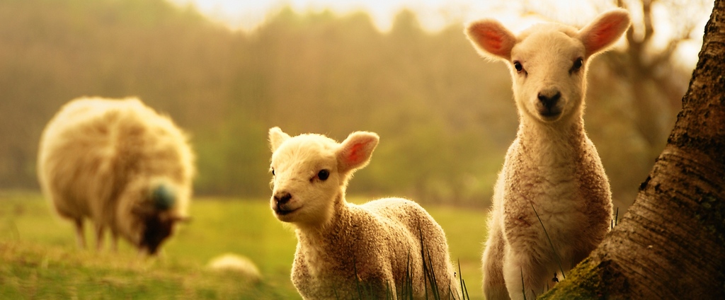 Объявления о сельскохозяйственных животных | ЗооТом - продажа, вязка и услуги для животных в Колпашево