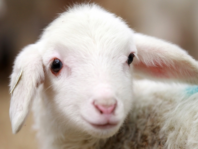 Овцы и бараны в Колпашево | ЗооТом портал о животных