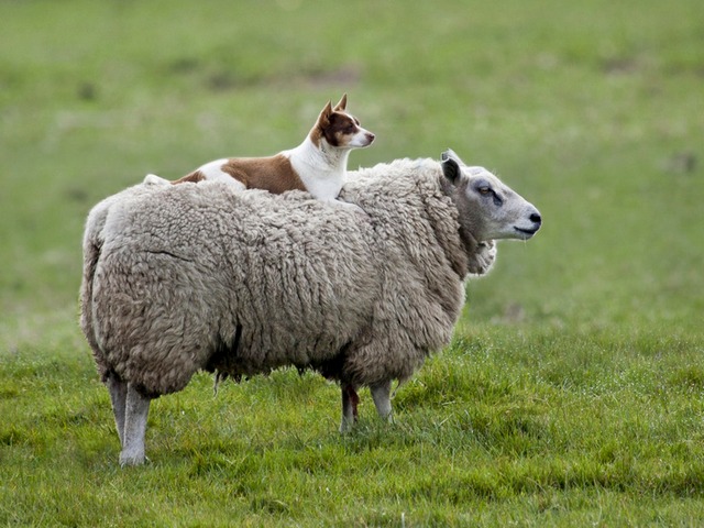 Все об овцах в Колпашево | ЗооТом портал о животных