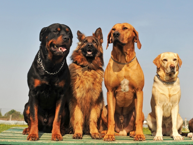 Крупные породы собак в Колпашево | ЗооТом портал о животных