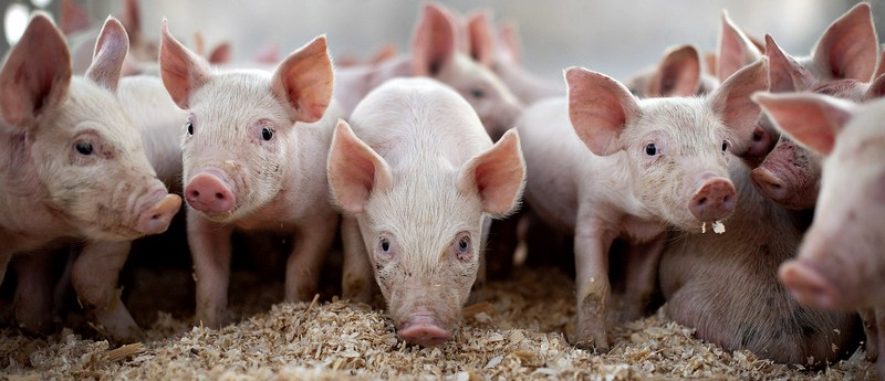 Все о свиньях в Колпашево | ЗооТом портал о животных