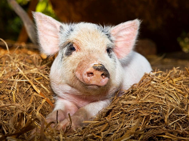 Все о свиньях в Колпашево | ЗооТом портал о животных
