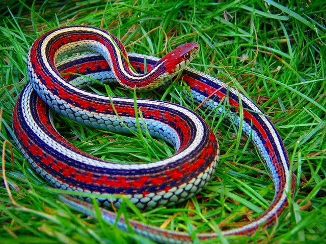 Все о змеях в Колпашево | ЗооТом портал о животных