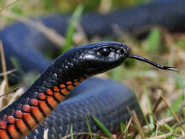Все о змеях в Колпашево | ЗооТом портал о животных